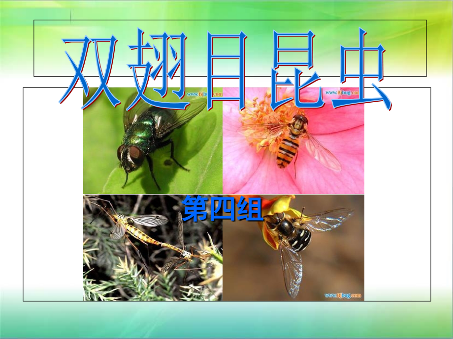 双翅目昆虫课堂讲义.ppt_第1页