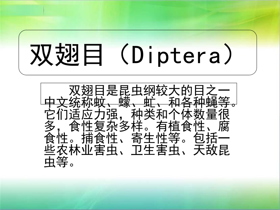 双翅目昆虫课堂讲义.ppt_第2页