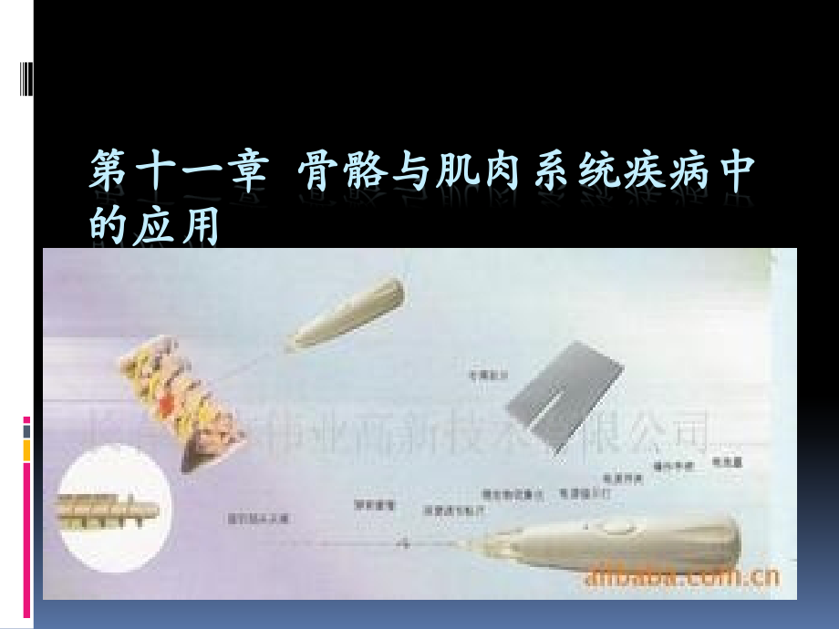 骨骼与肌肉.pptx_第1页