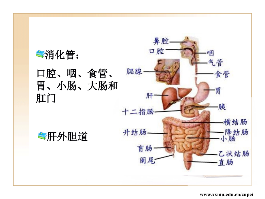 中空性器官2.ppt_第2页