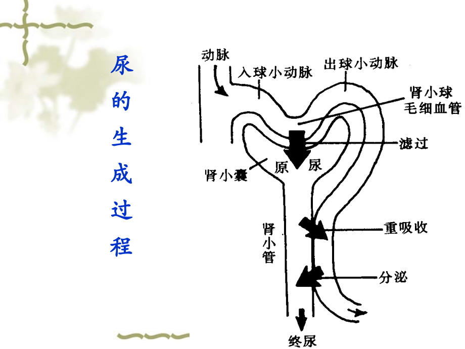 泌尿5年制.ppt_第2页