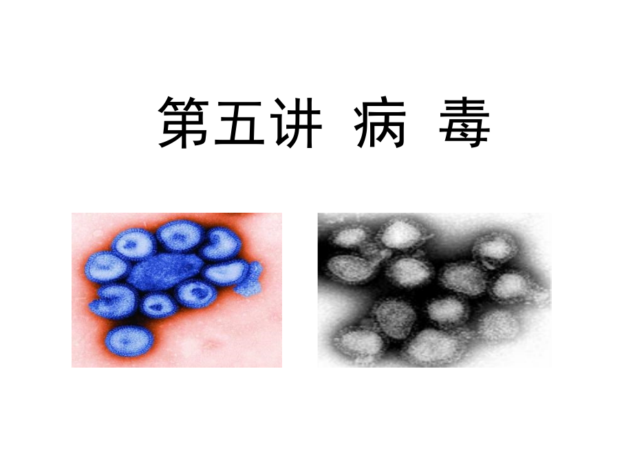 第五讲病毒.ppt_第1页