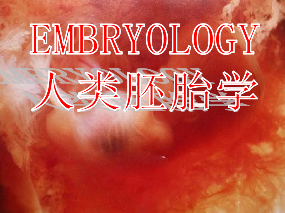 人体胚胎发育总论.ppt_第1页