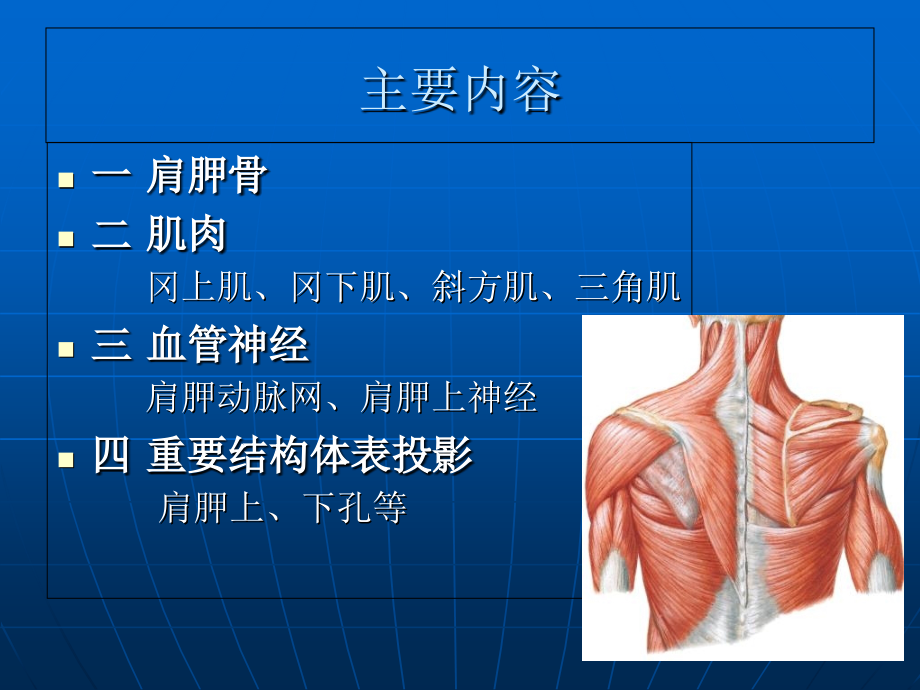 肩胛冈周围应用解剖.ppt_第2页