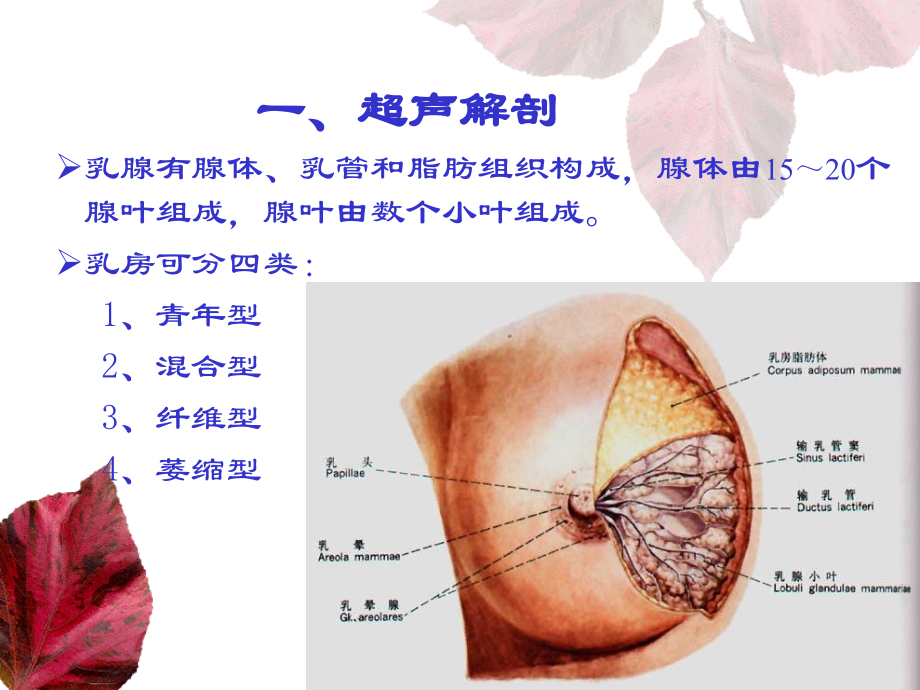 乳腺和甲状腺的超声学检查.ppt_第2页