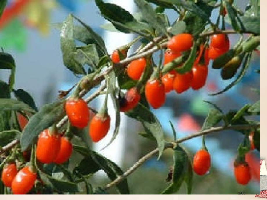 庐江县罗河镇初级中学七年级语文下册第8课三颗枸杞豆省公开课一等奖新名师优质课获奖PPT课件.pptx_第2页