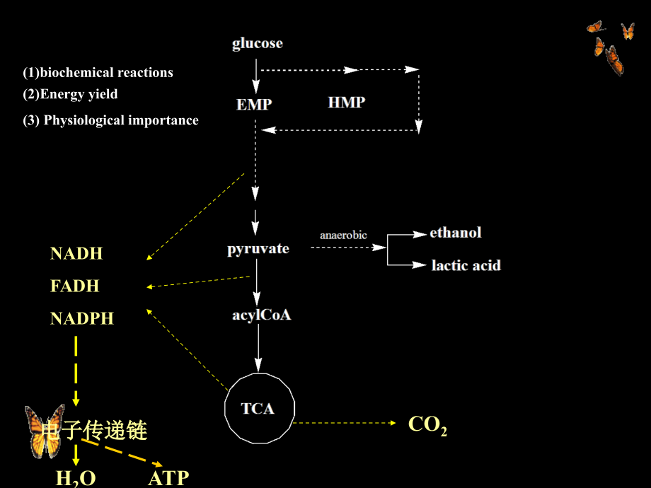 生物化学chap7respirationandenergy.ppt_第2页