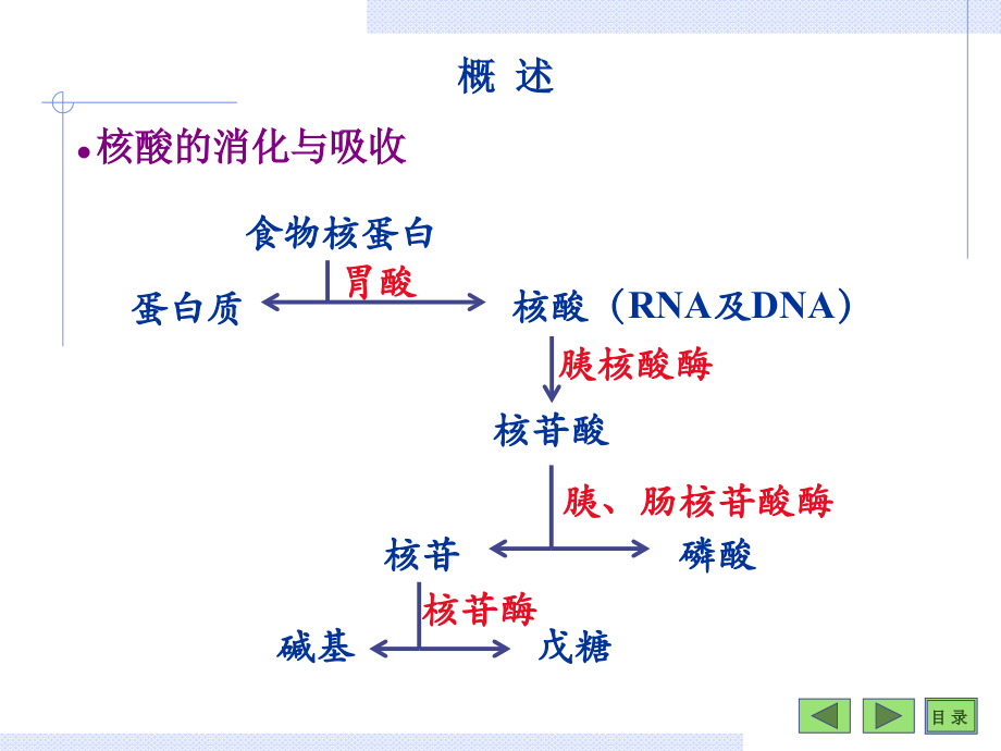 第10章核苷酸及遗传信息的储存.ppt_第2页