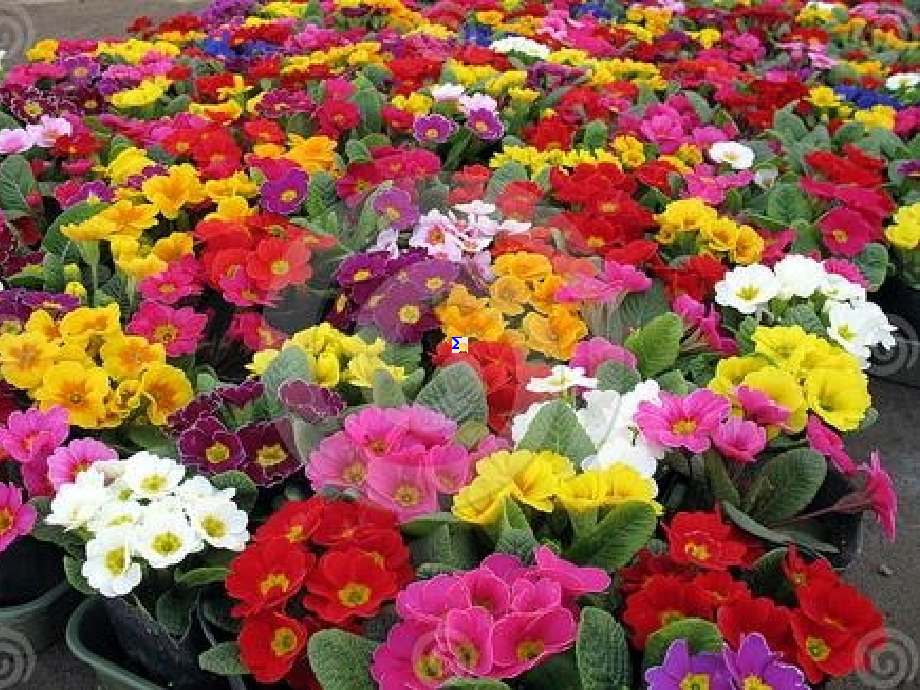 七年级生物《开花和结果》.ppt_第2页