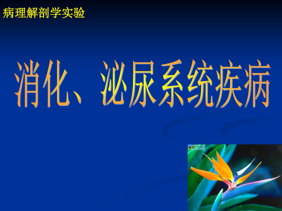 检验病理实验消化、泌尿系统疾病.ppt_第1页