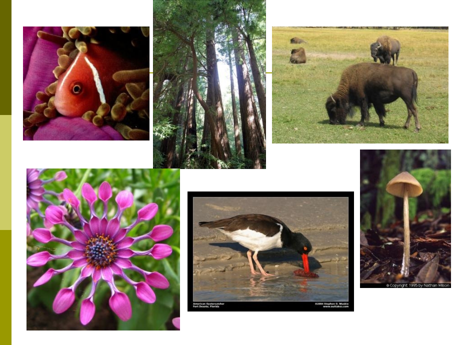 应用生物化学5-蛋白质组学-2-DE.ppt_第2页