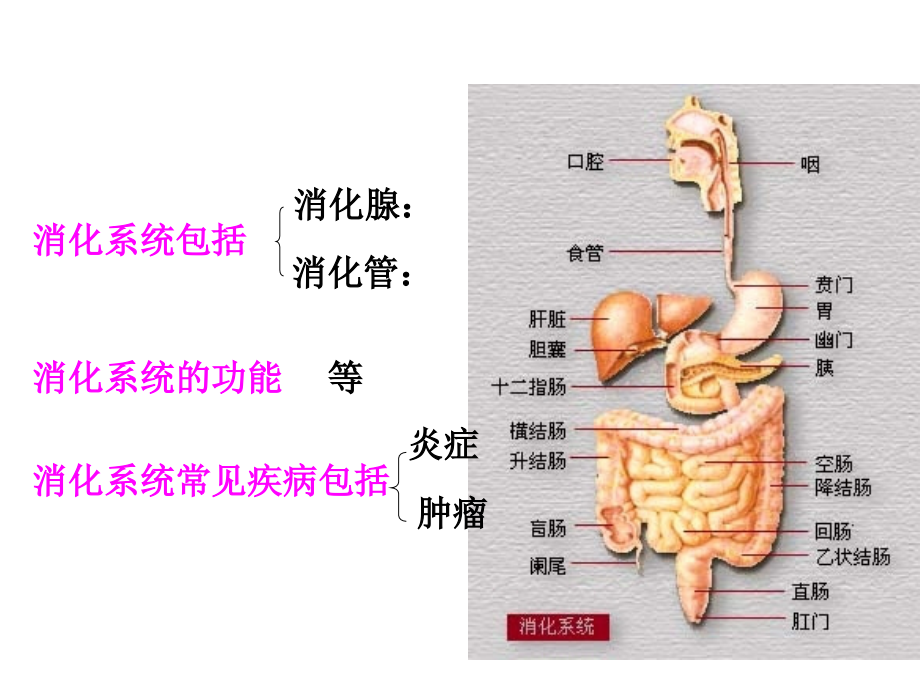 消化系统疾病12961.ppt_第2页