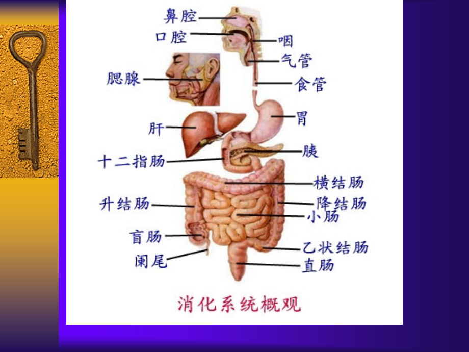 消化系统3093.ppt_第2页
