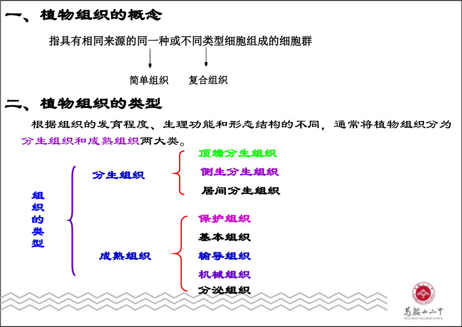 植物组织上课用.ppt_第2页