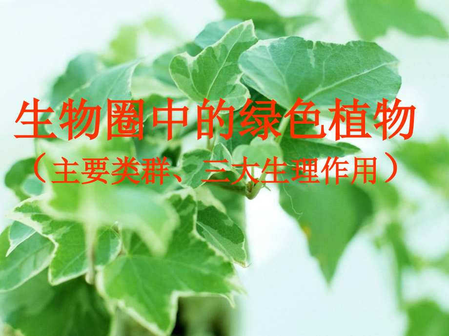 专题植物的主要类群、三大生理作用.ppt_第1页