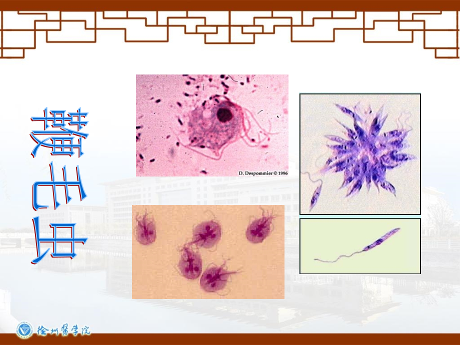 寄生虫原虫.ppt_第1页