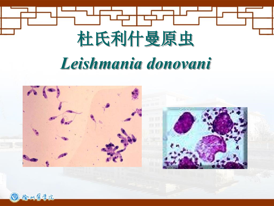 寄生虫原虫.ppt_第2页