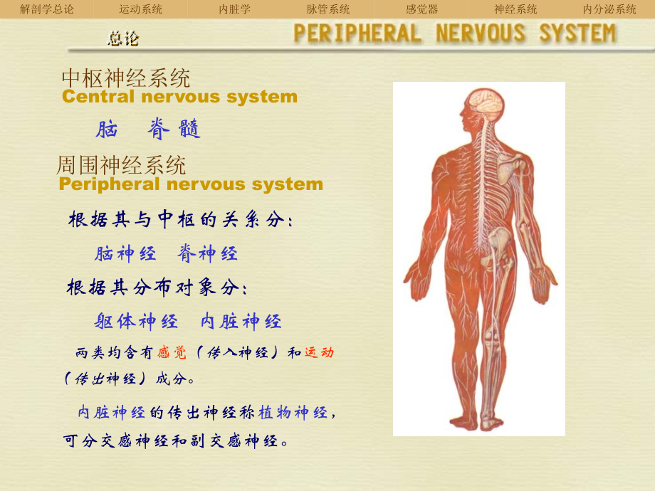 周围神经系统-zjp.ppt_第2页
