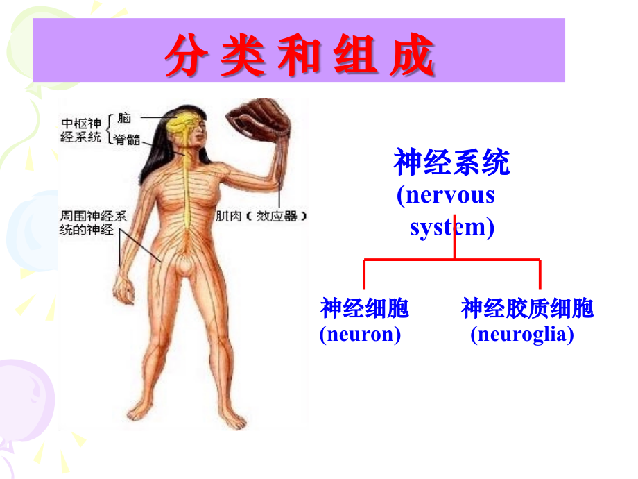 神经系统总论.ppt_第2页