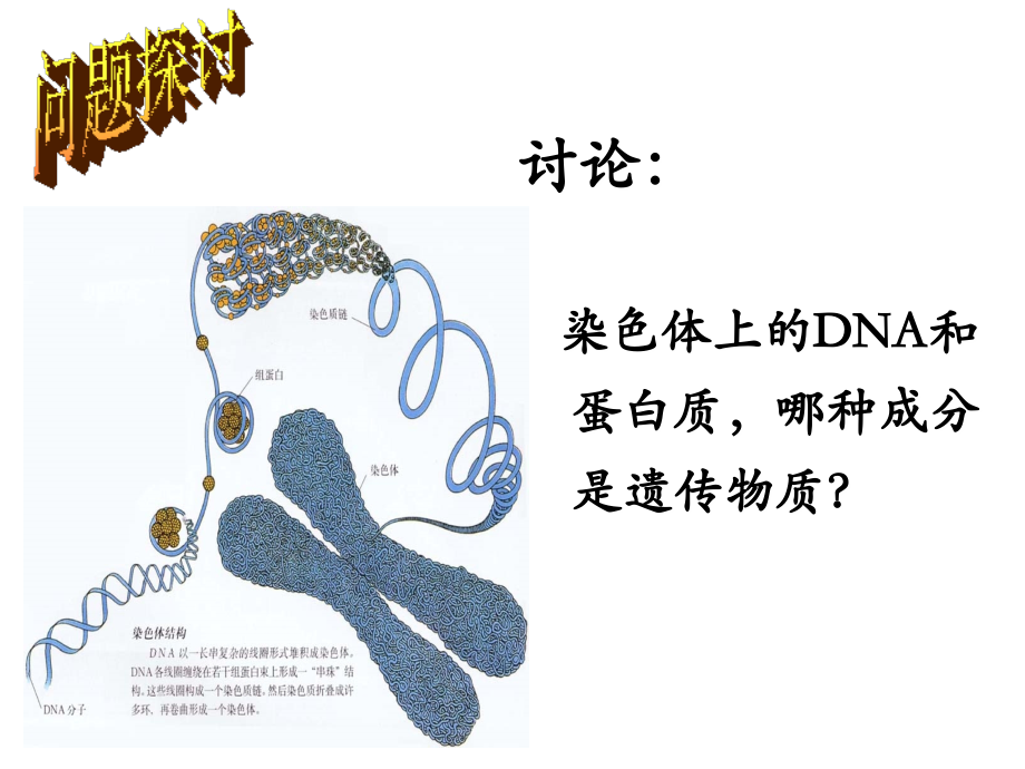 核酸是遗传物质的证据.ppt_第2页