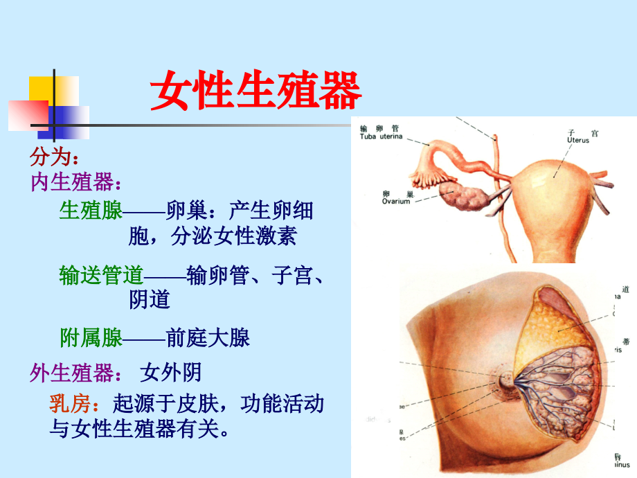 泌尿系统(0002).ppt_第2页
