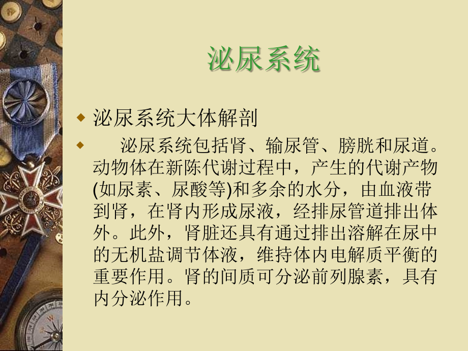 泌尿系统10238.ppt_第2页