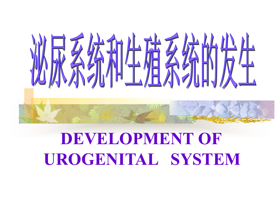 泌尿生殖发生-2010.ppt_第1页
