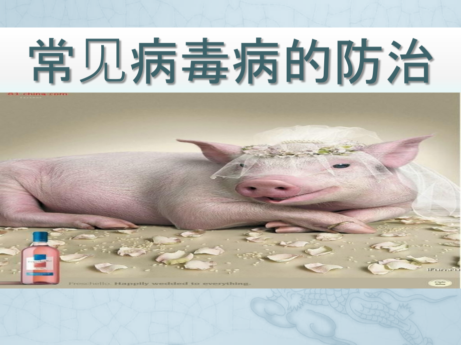 猪的常见病毒病防治.pptx_第1页