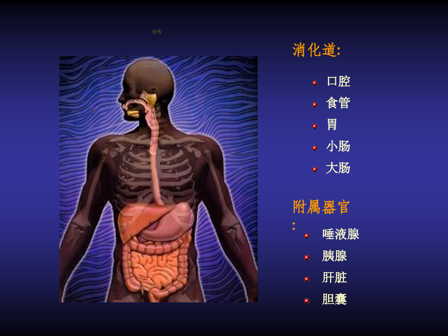 消化系统3928.ppt_第2页