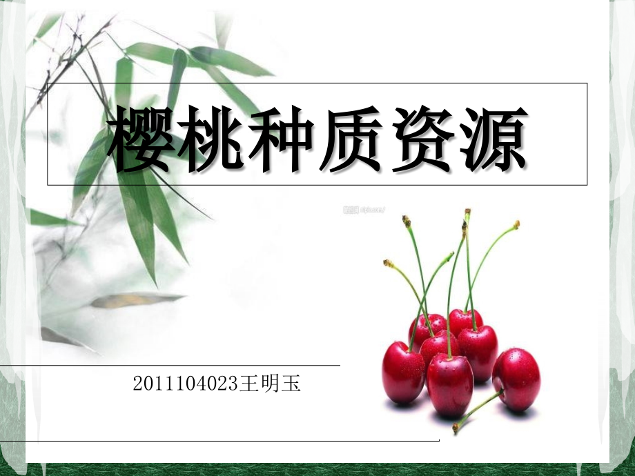 樱桃种质资源.ppt_第1页