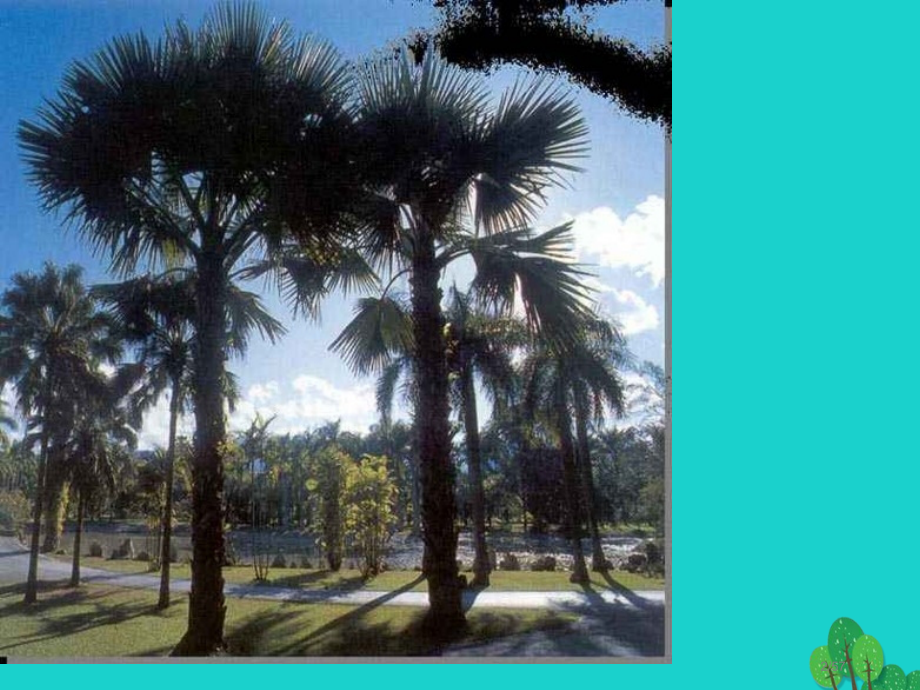 八年级语文上册第四单元第19课美丽的西双版纳教学省公开课一等奖新名师优质课获奖PPT课件.pptx_第2页