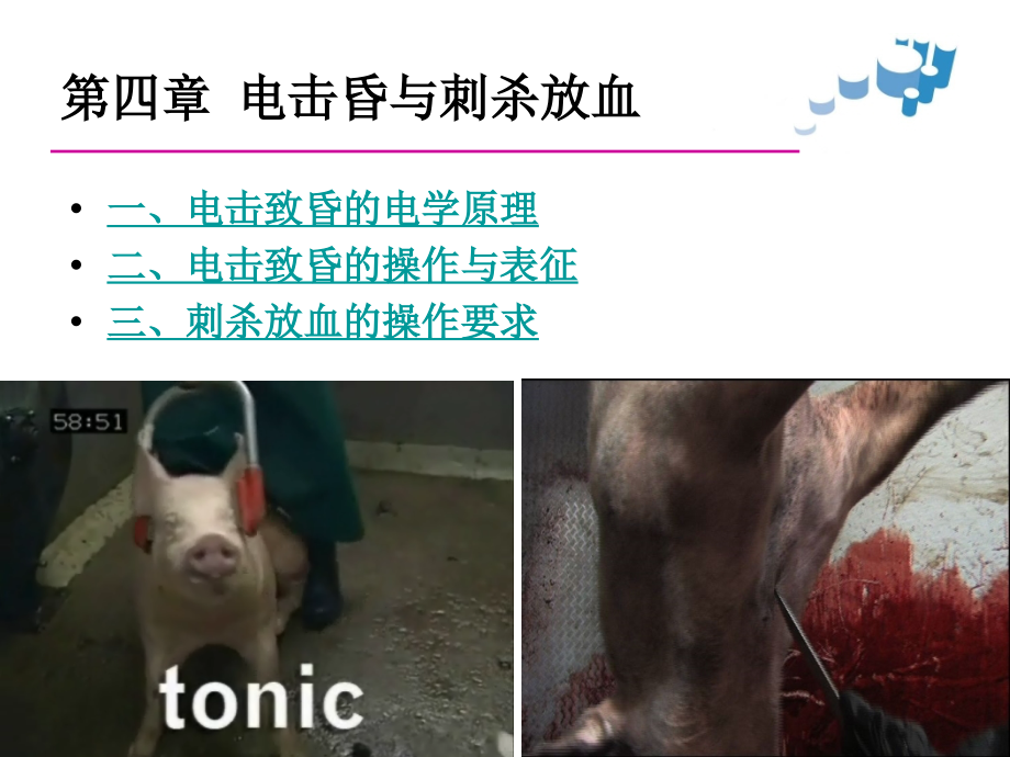 电击昏与刺杀放血.ppt_第1页