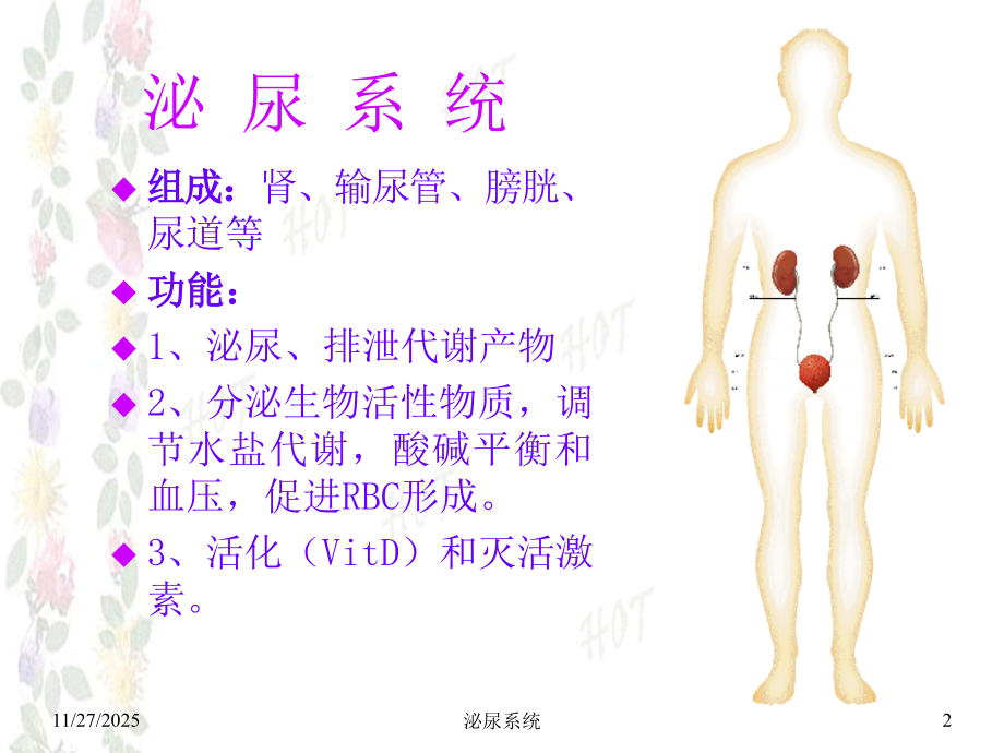 泌尿系统10217.ppt_第2页