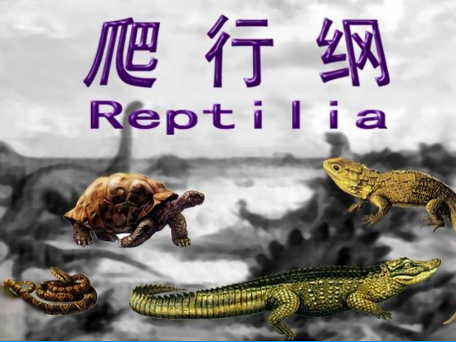 爬行纲概述.ppt_第1页