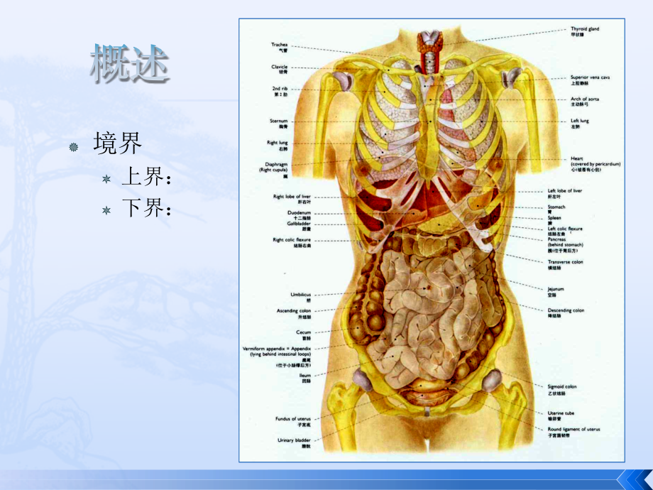腹部医学知识讲座优质PPT课件.pptx_第2页
