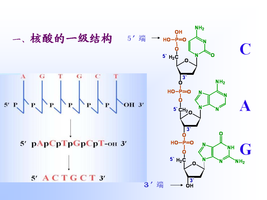 基因工程生物化学.ppt_第2页