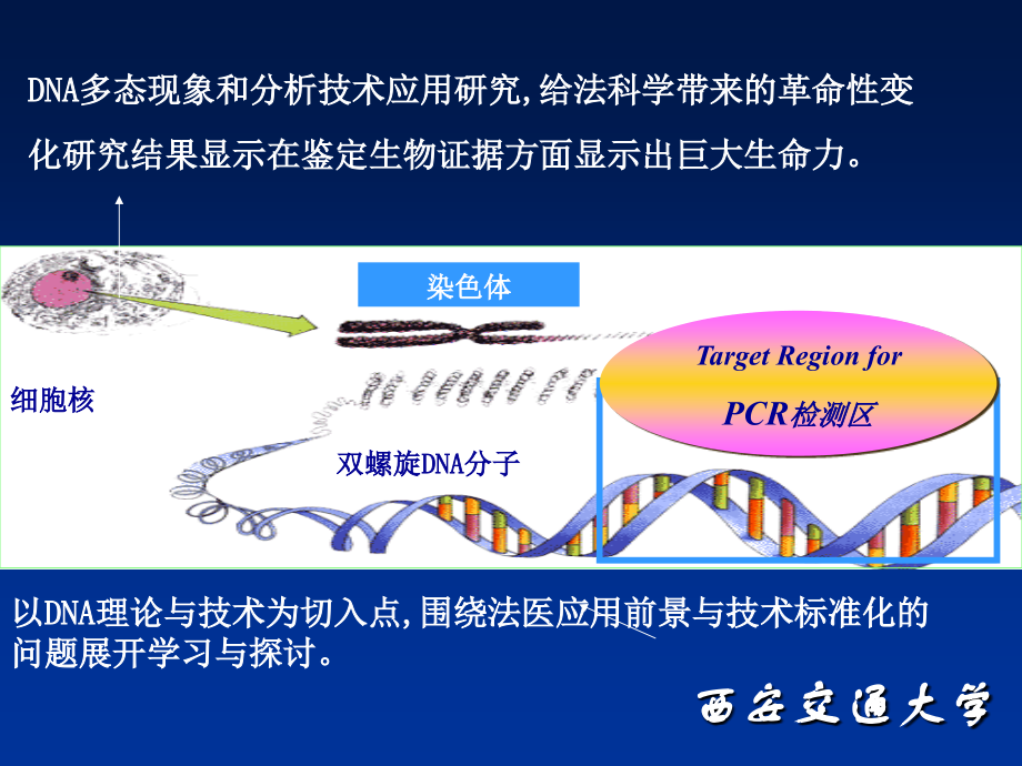 法医DNA理论与技术.ppt_第2页
