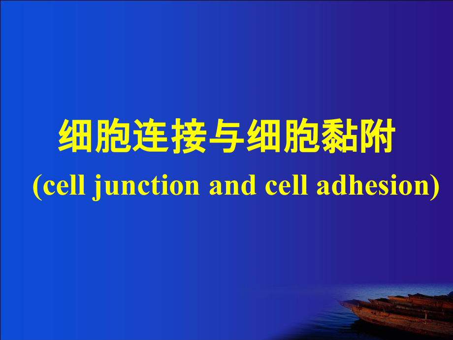 细胞连接和黏附.ppt_第1页