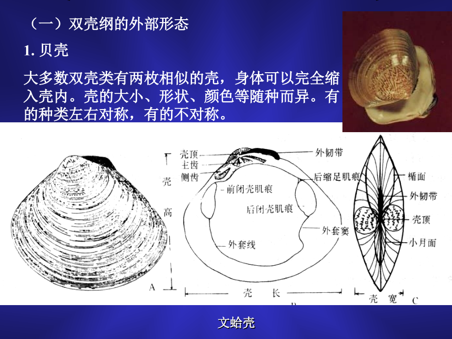 第五章软体动物门2.ppt_第2页