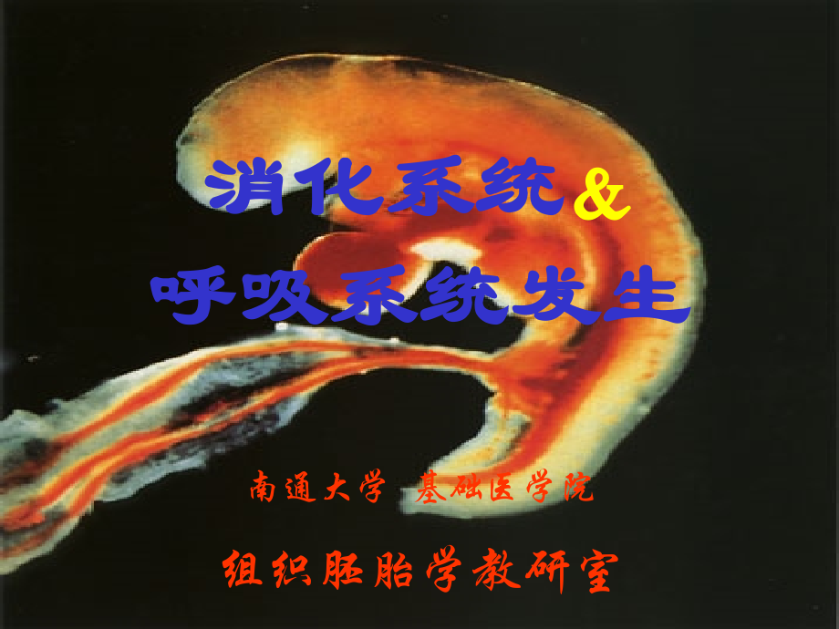 消化系统呼吸系统发生.ppt_第2页