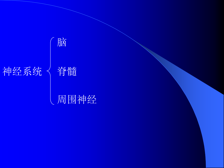 神经系统介绍.ppt_第2页