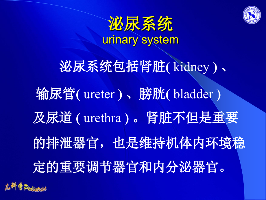 泌尿系统10190.ppt_第2页