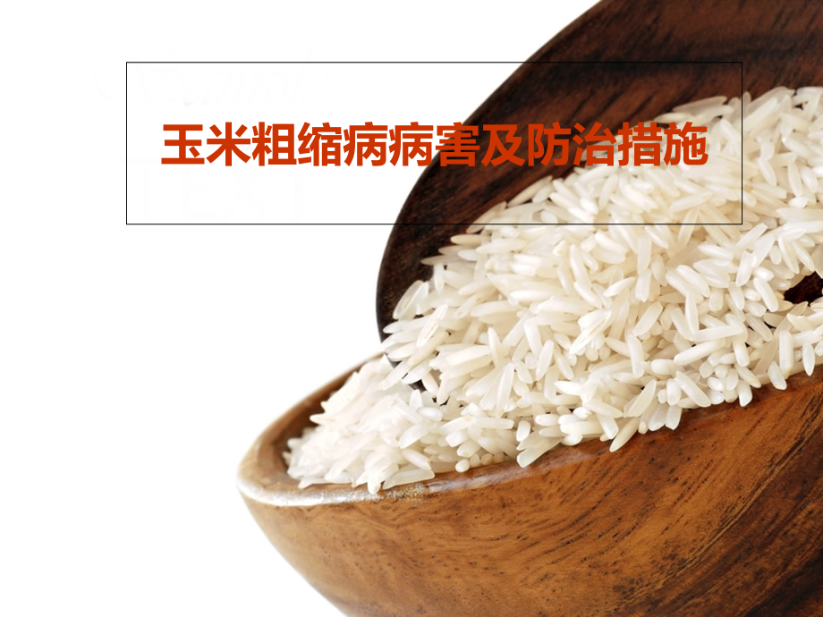 玉米粗缩病病害及防治措施.ppt_第1页