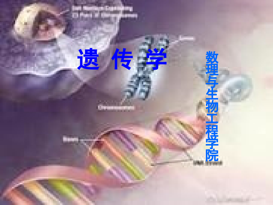 第六章染色体畸变的遗传学分析.ppt_第1页