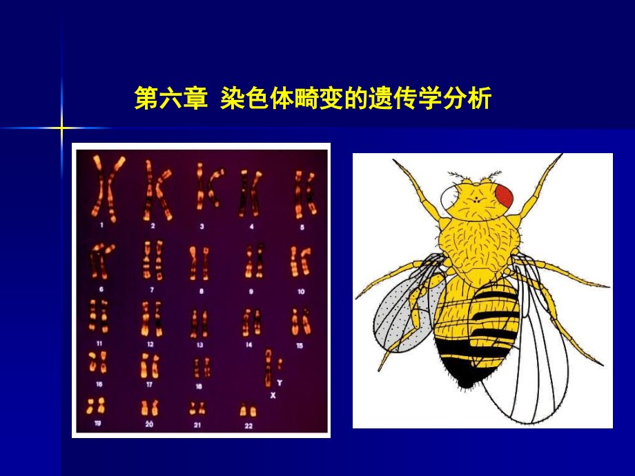 第六章染色体畸变的遗传学分析.ppt_第2页