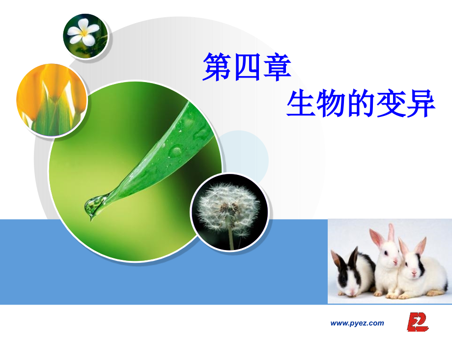 生物41《生物变异的来源》浙科版必修2.ppt_第1页