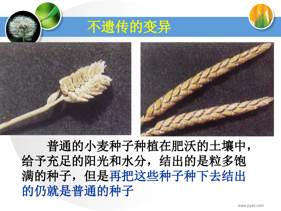生物41《生物变异的来源》浙科版必修2.ppt_第2页
