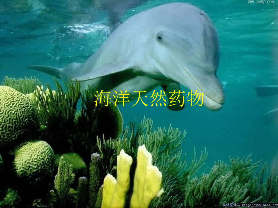 海洋天然药物.ppt_第1页