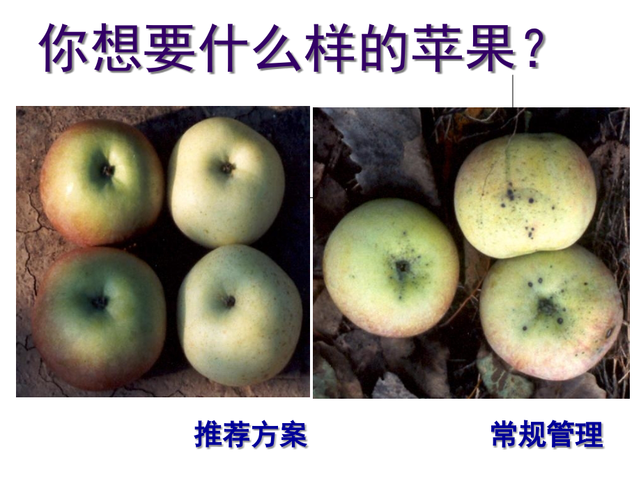 烟台苹果病虫害.ppt_第2页