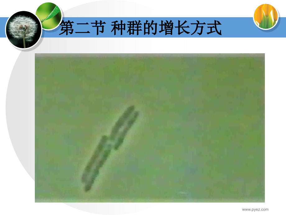 种群的增长方式.ppt_第2页